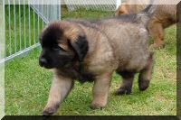 leonberger 059.jpg